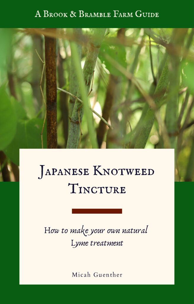 Japanese Knotweed Tincture for Lyme- FREE
